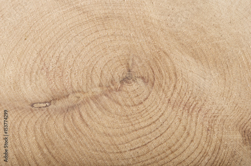 Boxwood slice with annual rings wooden textured background