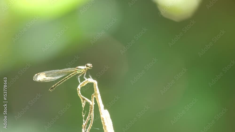 a damselfly is resting and flying on the plant shoot against the sun light a damselfly is resting and flying on the plant shoot against the sun light