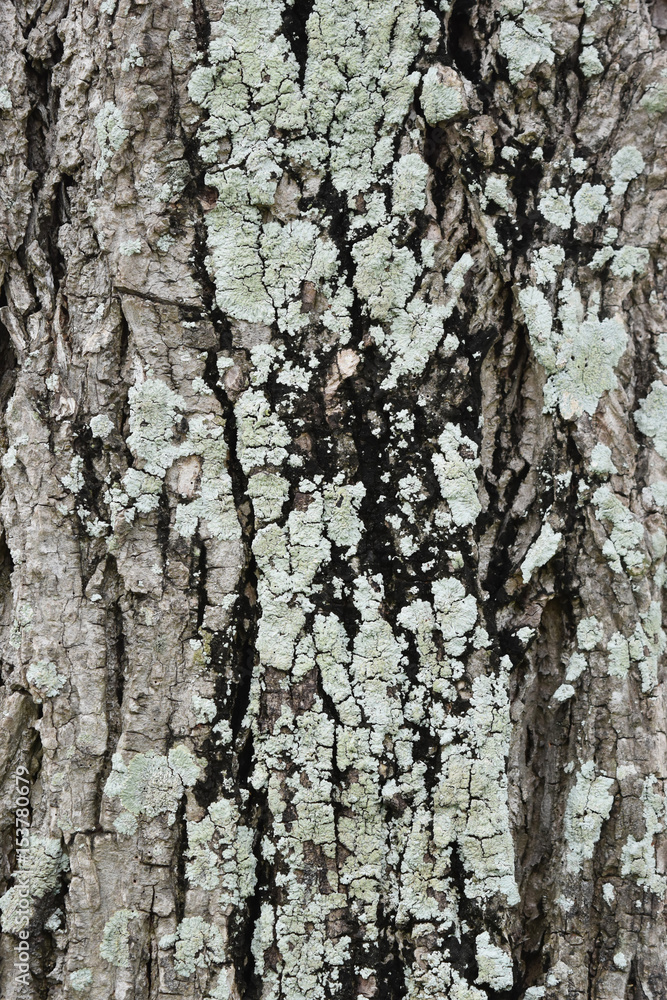 Closeup surface with fungus and cracked tree. Closeup surface with fungus and cracked tree.