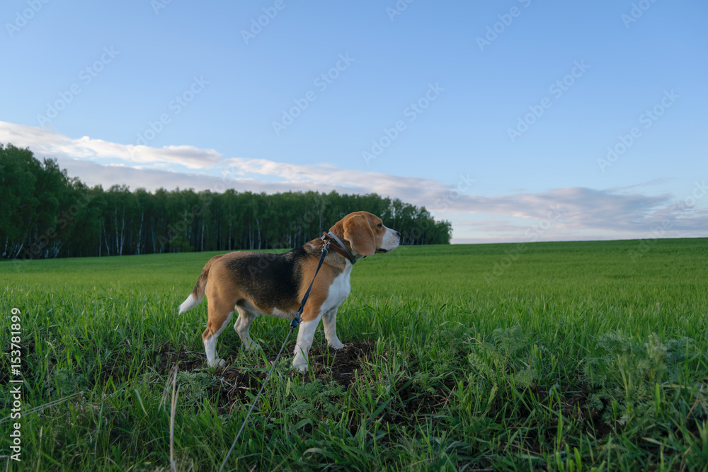 Beagle on a walk in a green field on the forest background