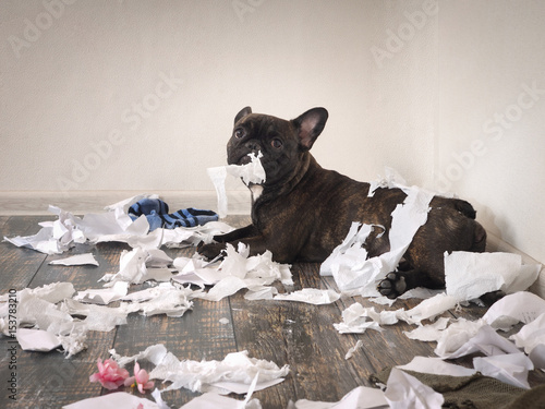 Funny dog made a mess in the room. Playful puppy French bulldog photo