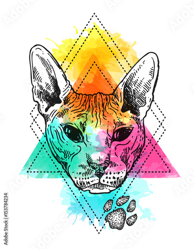 sketch portrait of bald cat