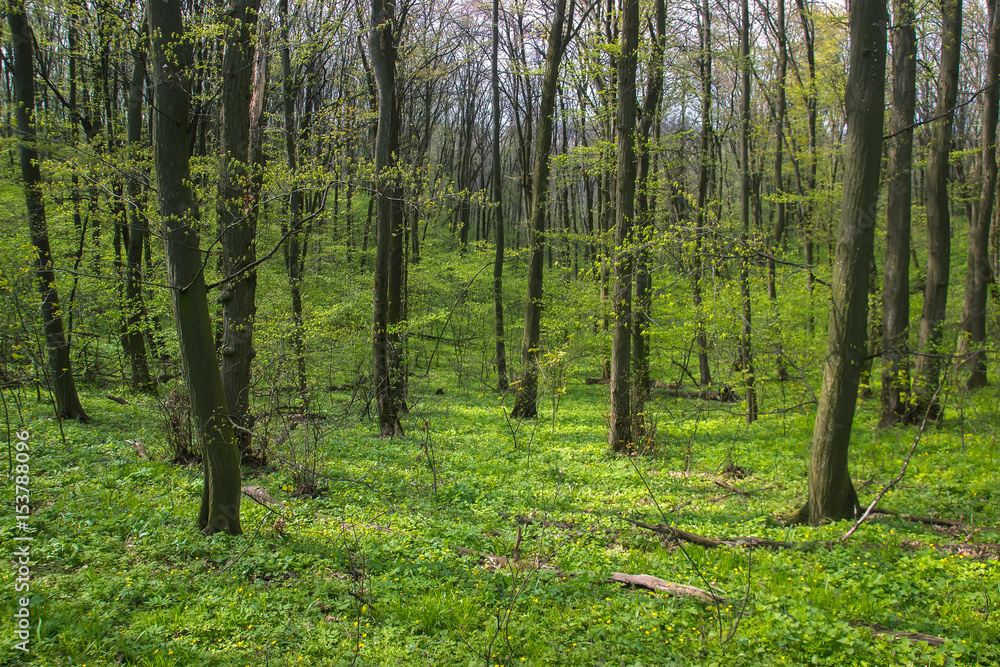 Obraz premium Scary tree in the forest