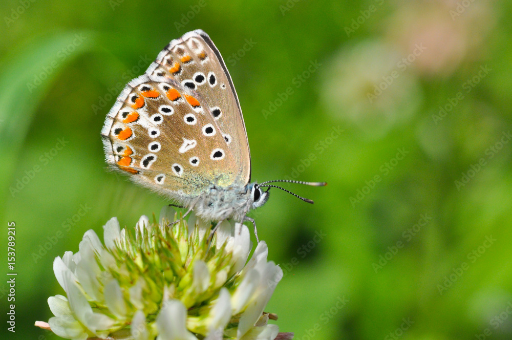 Common Blue or Polyommatus icarus, Small blue butterfly on wild flowers, natural habitat Common Blue or Polyommatus icarus, Small blue butterfly on wild flowers, natural habitat