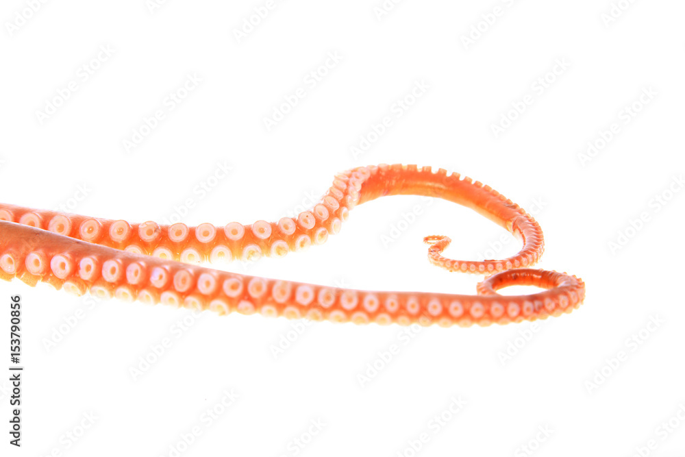 Octopus tentacles Octopus tentacles