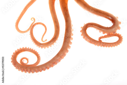 Octopus tentacles