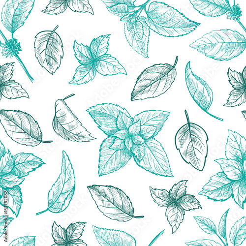 Mint hand sketch vector illustration seamless texture. Peppermint engraved drawing of menthol leaves isolated on white background. Leaf herbal spearmint plant