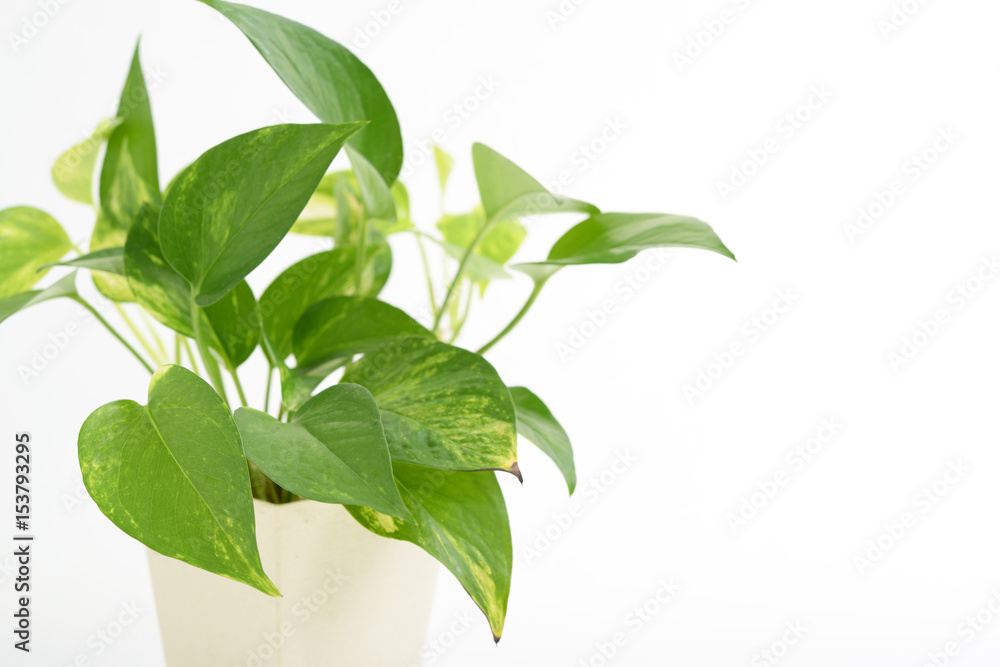 観葉植物 観葉植物