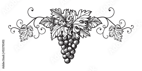 Set of grapes monochrome sketch. Hand drawn grape bunches.