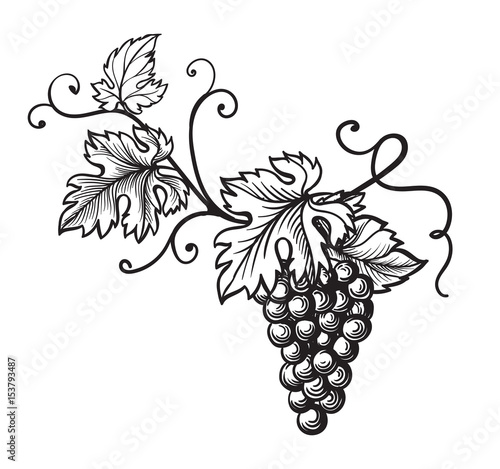 Set of grapes monochrome sketch. Hand drawn grape bunches.