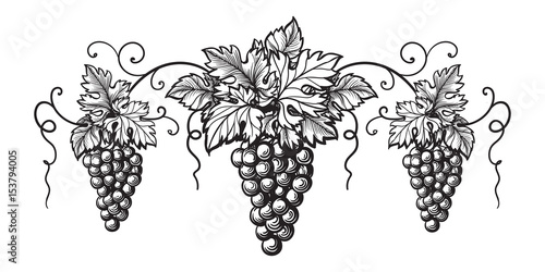 Set of grapes monochrome sketch. Hand drawn grape bunches.