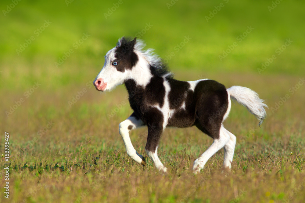 Beautiful piebald pony foal run fast in green pasture Beautiful piebald pony foal run fast in green pasture