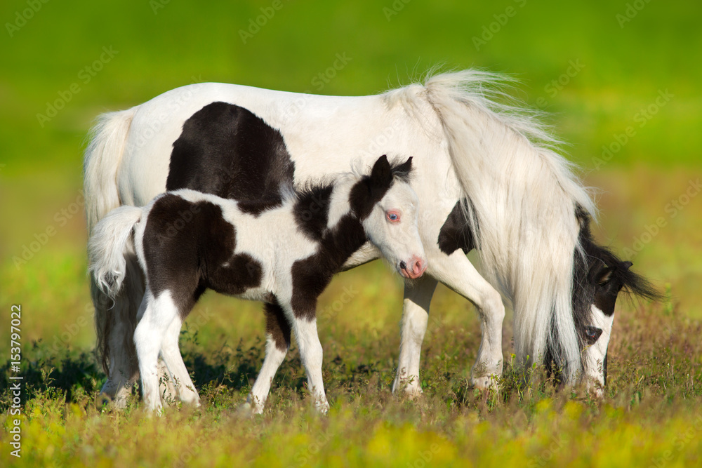 Piebald pony mare and foal on green meadow Piebald pony mare and foal on green meadow