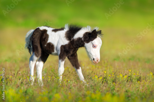 Beautiful piebald pony foal in green meadow