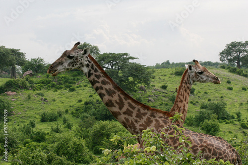 Wild Giraffe mammal africa savannah Kenya  Giraffa camelopardalis 