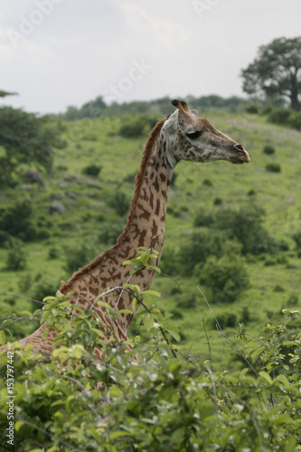 Wild Giraffe mammal africa savannah Kenya  Giraffa camelopardalis 