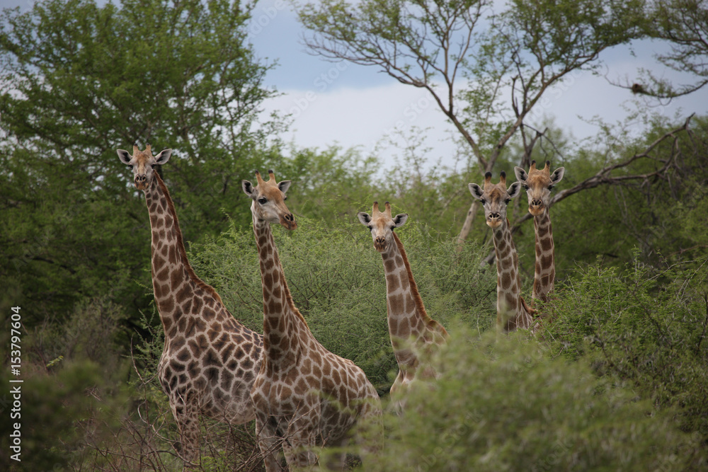 Fototapeta premium Wild Giraffe mammal africa savannah Kenya (Giraffa camelopardalis)