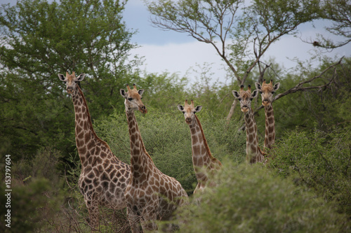 Wild Giraffe mammal africa savannah Kenya (Giraffa camelopardalis)