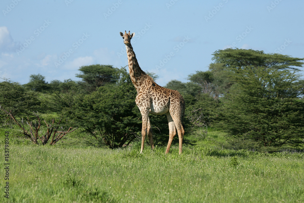 Obraz premium Wild Giraffe mammal africa savannah Kenya (Giraffa camelopardalis)