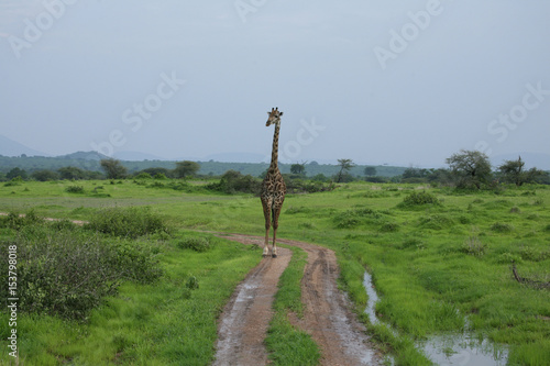 Wild Giraffe mammal africa savannah Kenya (Giraffa camelopardalis) © Valerijs Novickis