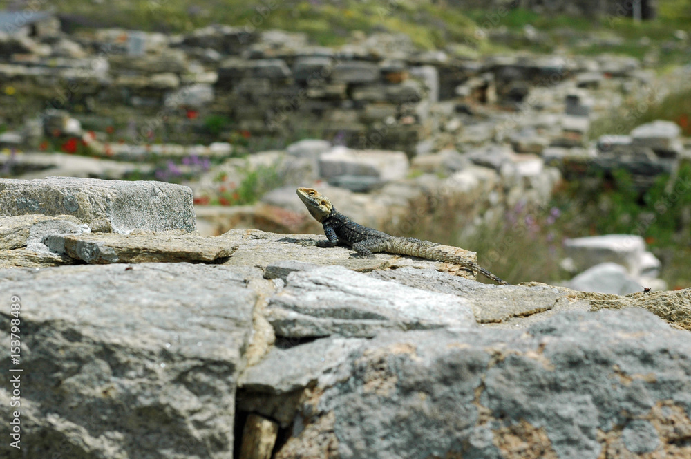 Lézard agame stellion (Stellagama stellio) dans le site archéologique de Délos en Grèce Lézard agame stellion (Stellagama stellio) dans le site archéologique de Délos en Grèce