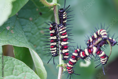 Caterpillars © Ake