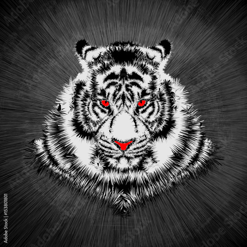 Fototapeta Naklejka Na Ścianę i Meble -  White tiger head / Vector illustration of white tiger