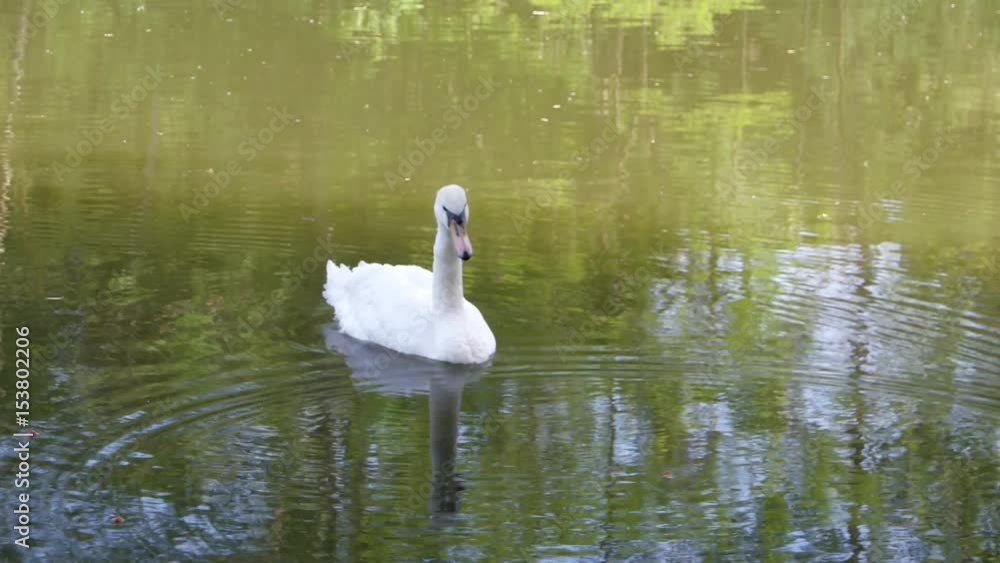 White swan swims in a calm city lake of Ivano-Frankivsk, Ukraine White swan swims in a calm city lake of Ivano-Frankivsk, Ukraine