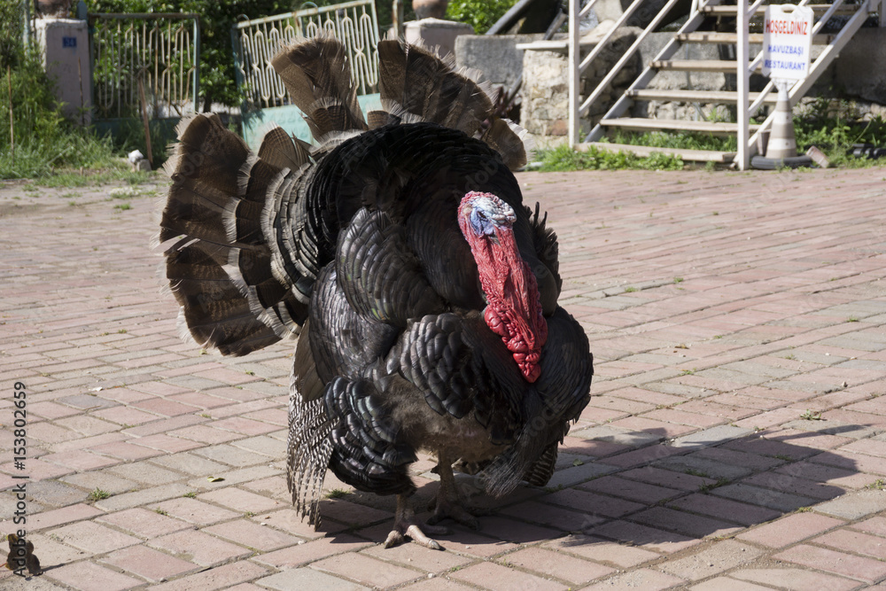 Giant Turkey Stock Photo | Adobe Stock