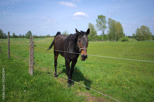 Horse on green pasture behind the fence