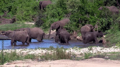 African elephant herd at waterhole