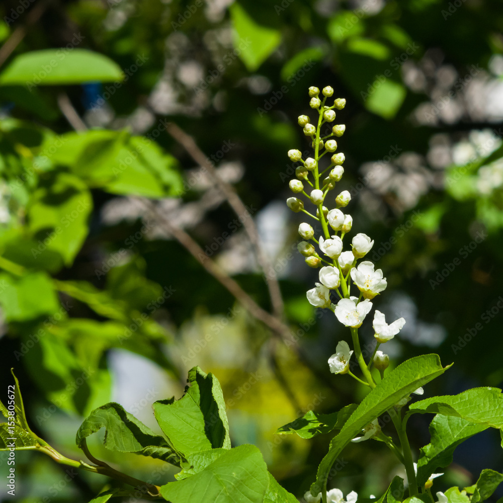 Blossom of bird-cherry tree close-up with bokeh background, selective focus, shallow DOF Blossom of bird-cherry tree close-up with bokeh background, selective focus, shallow DOF