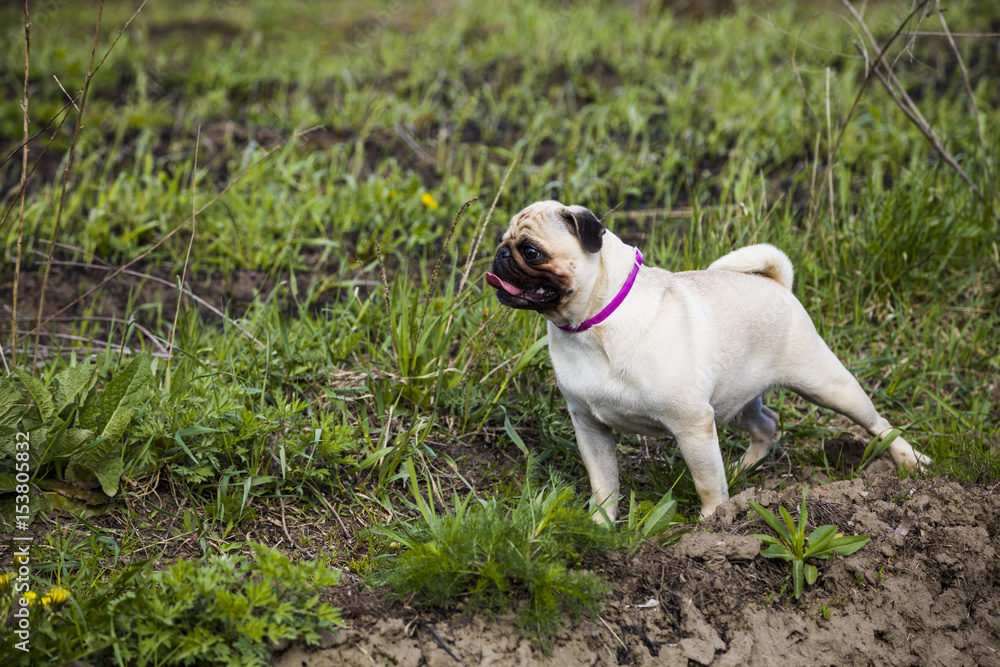 Pug  stands on the green grass outdoors