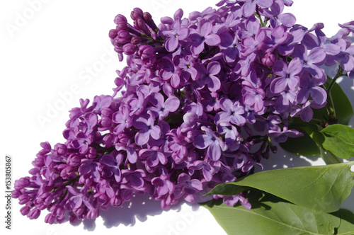Lilac blossom branch. Spring flowers.
