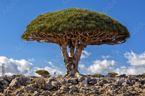 Socotra Island. Dragon Tree.
