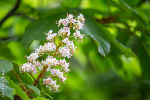 Horse chestnut (Aesculus hippocastanum) flowers on a tree.