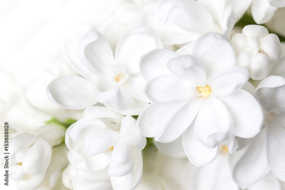 White lilac flowers blossom wallpaper . Floral motif background. - obrazy, fototapety, plakaty 
