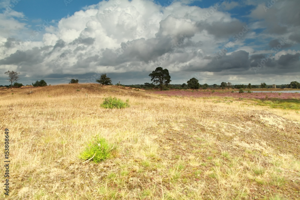 Fototapeta premium stormy sky over meadow