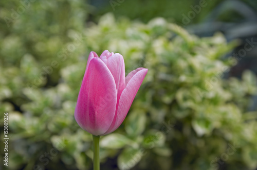 Ярко-розовый тюльпан на фоне зеленой травы