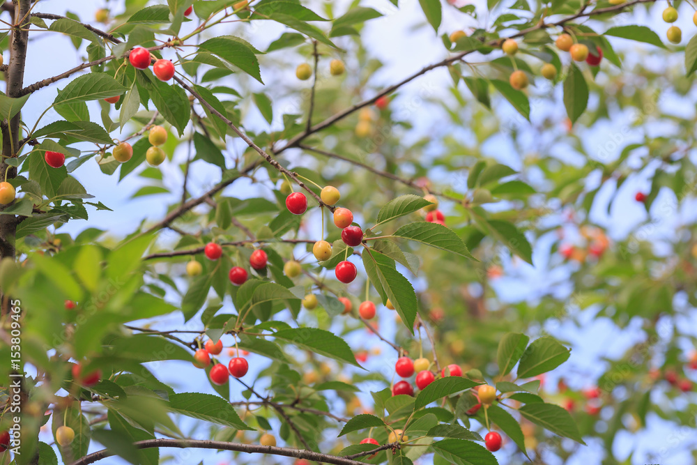 Red cherry and white sweet cherry on a branch with green leaves
