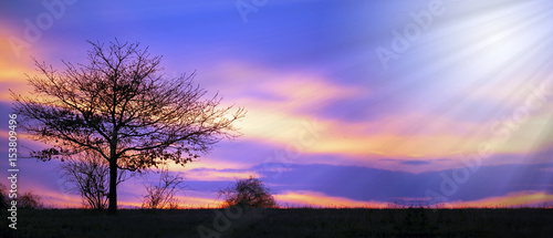 Website banner of a tree with blue sky and clouds