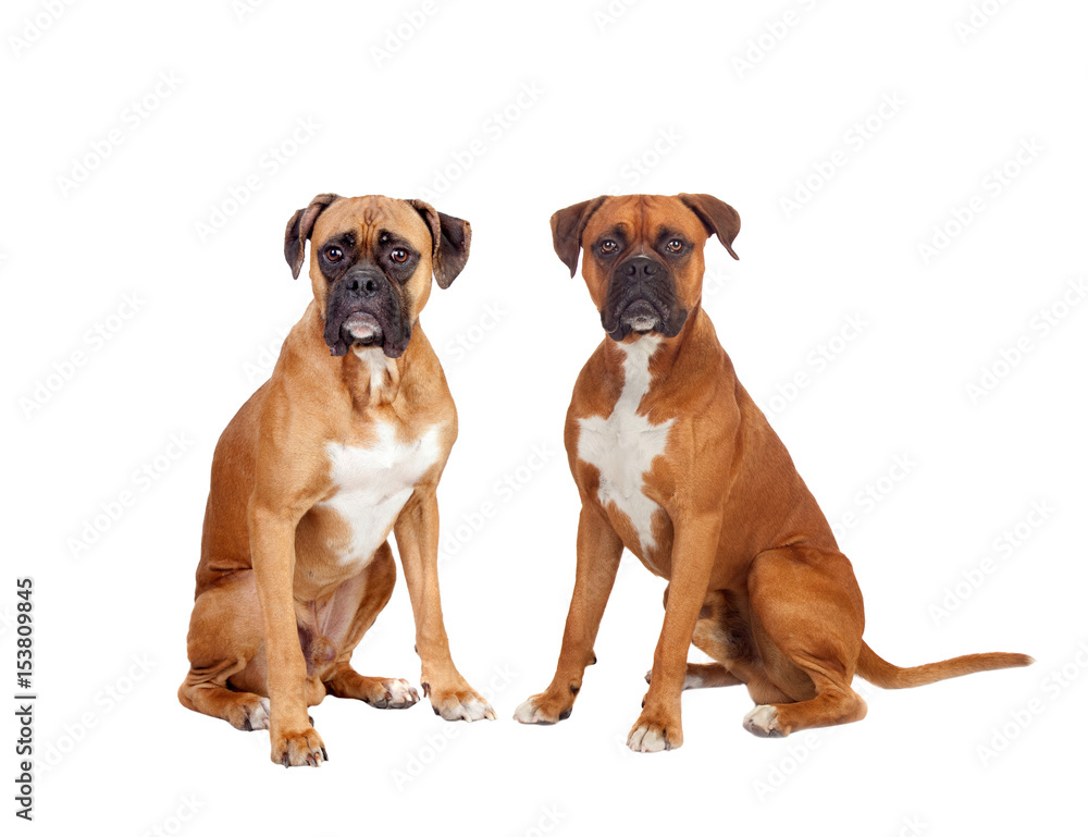Two beautiful boxer dogs sitting Two beautiful boxer dogs sitting