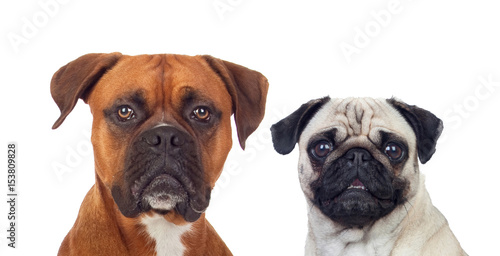 Similar dogs with differentes sizes