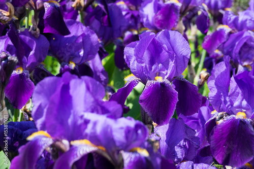 Fototapeta Naklejka Na Ścianę i Meble -  Schwertlilie Nahaufnahme