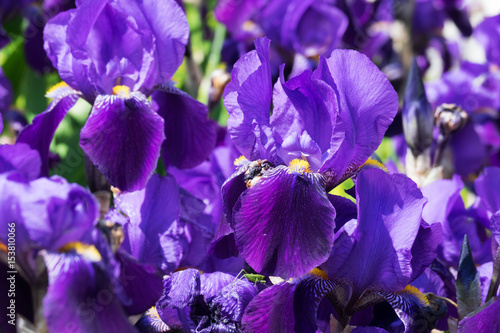 Fototapeta Naklejka Na Ścianę i Meble -  Schwertlilie Nahaufnahme