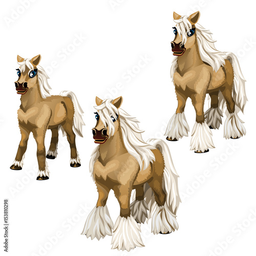 Stages of growing brown horse with a white mane