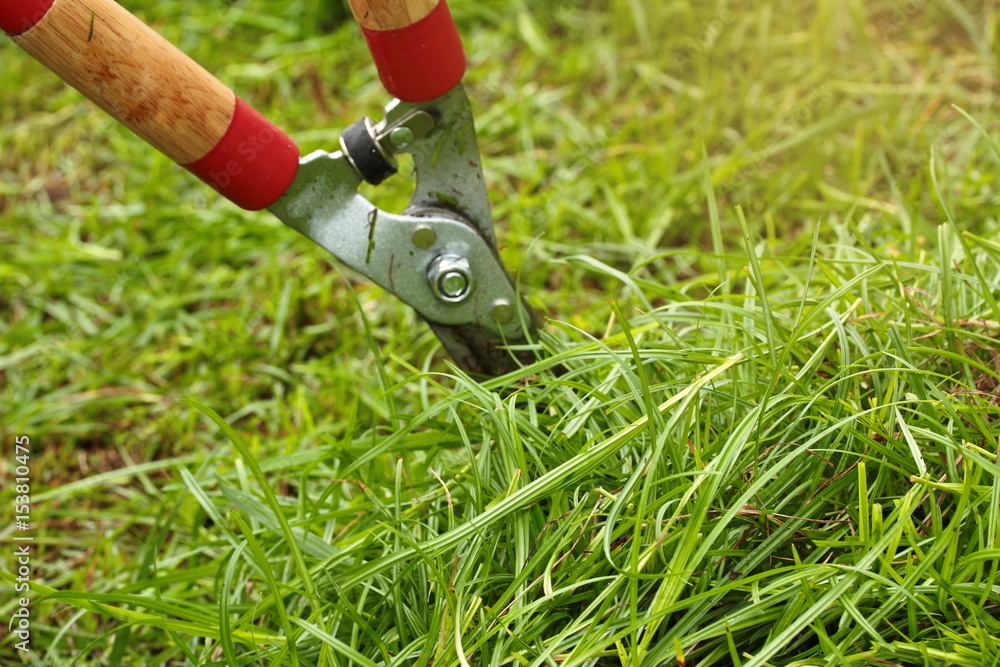 Naklejka premium Cutting the grass grow in the garden.