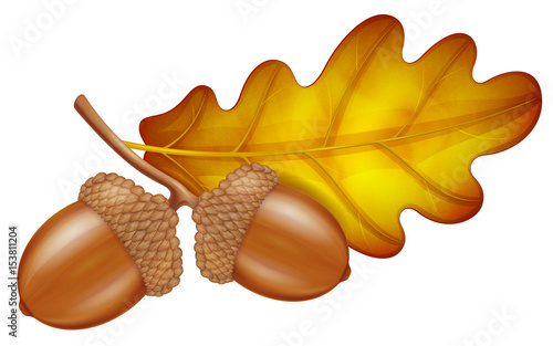 Oak branch with acorns and leaf. Vector illustration.