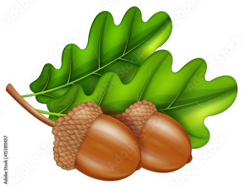 Oak branch with acorns and leaves. Vector illustration.