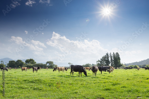 beafs on new zealand pasture in sunny day photo